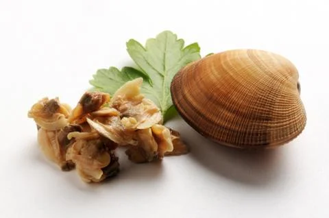 Close up of shelled clams Stock Photos