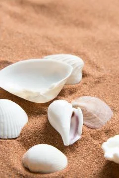 Close up of shells and a conch. Sandy beach. Stock Photos