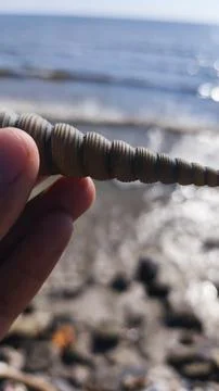 Close up of shells on the beach Stock Photos