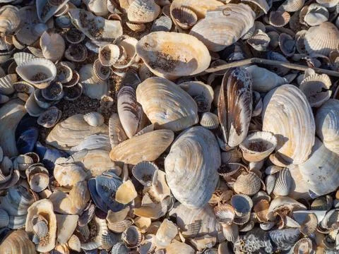 Close-up of shells of different types on the beach. Background texture of s.. 库存照片