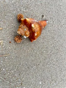 Close-up of shells on the sand (1) Stock Photos