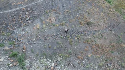 Close Shem ground texture of scattered stones, dry earth, and tiny plants Stock Footage 343803943