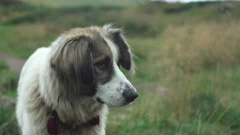 Close-up of a shepherd dog, looking into the frame Stock Footage 219852532