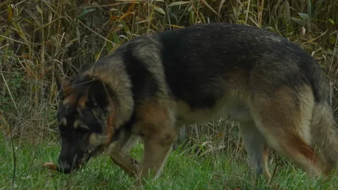Close-up shepherd dog sniffs the grass on the background of lake reeds 스톡 동영상 143755653