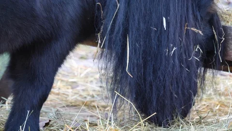 Close up of a Shetland pony Stock Footage 121226383