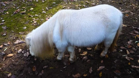 Close up of a Shetland pony Stock Footage 141392148
