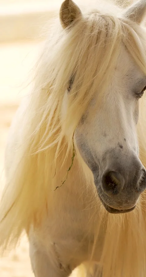 Close up of a Shetland pony head. Stock Footage 270290638