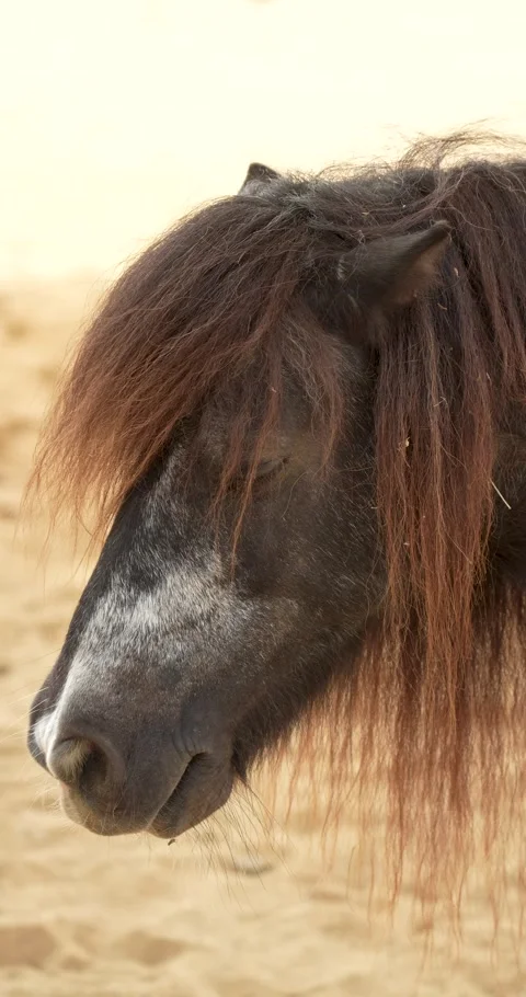 Close up of a Shetland pony head. Stock Footage 270290643