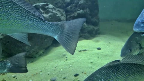Close-up of a Shi Drum fish with blue-gold wavy patterns swimming Vídeos de archivo 335041171