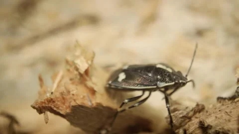 Close-up of a shield bug (Eurydema oleracea), also known as the rape bug Stock Footage 325992021