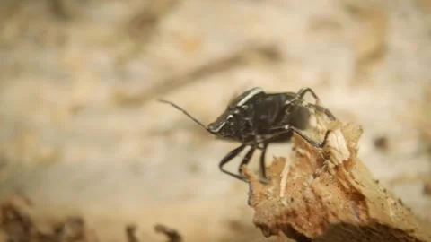 Close-up of a shield bug (Eurydema oleracea Stock Footage 325992022
