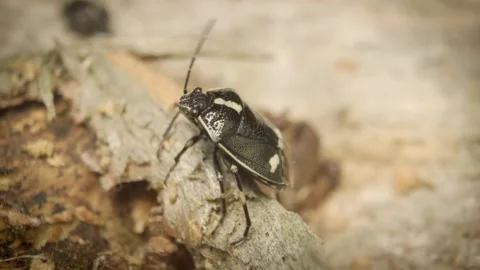 Close-up of a shield bug (Eurydema oleracea) 스톡 동영상 325992025