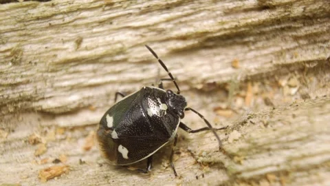 Close-up of a shield bug (Eurydema oleracea) crawling. Vidéo 325992032