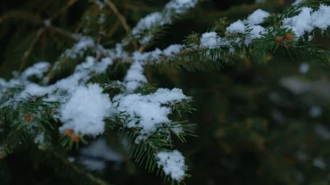 Close-up with shifting focus on snow flakes landing on firtree branches Stock Footage 101036024
