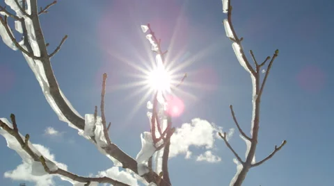 CLOSE UP: Shining icy frost on a snowy tree twigs on sunny winter day Stock Footage