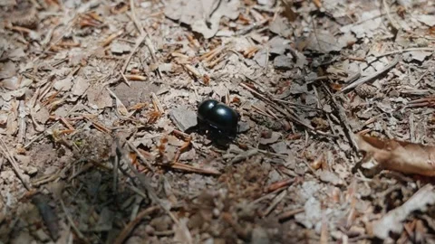 Close-Up of a Shiny Black Beetle Crawling Across the Dry Forest Floor in Stock Footage 336913450