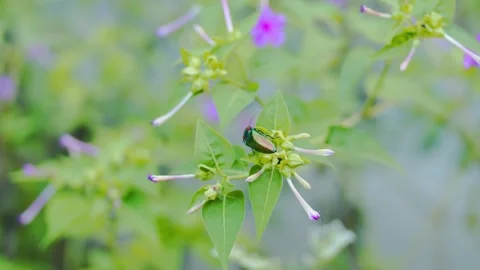 Close up of a shiny green beetle resting on a flowering plant in nature Video stock 342222026
