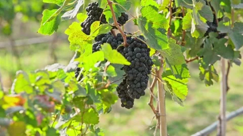 Close up of shiraz red grapes fruit on vine  at vine yard Stock Footage 281836757