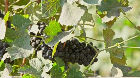 Close up of shiraz red grapes fruit on vine  at vine yard Stock-Footage 281920627