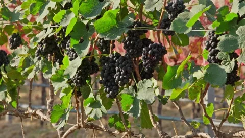 Close up of shiraz red grapes fruit on vine  at vine yard Stock-Footage 281920645