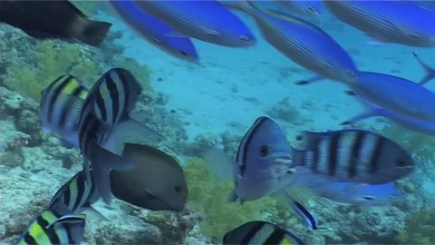 Close Up Of Shoal Of Damselfish Stock Footage 300065758
