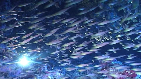 Close Up Of Shoal Glassfish Stock Footage 291388708