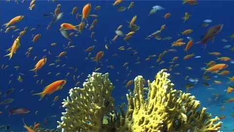 Close Up Of Shoal Of Red Fish Stock Footage 291388843