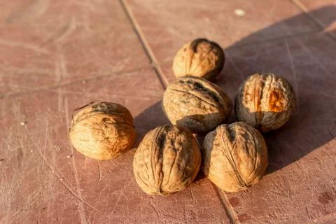 Close-up shoot of batch of walnuts on the bag at sunset time Stock Photos