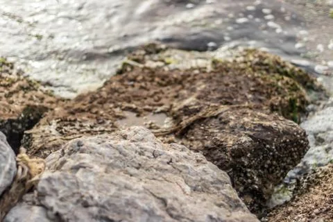 Close up shoot to big solid stones near sea with moss on it Stock Photos