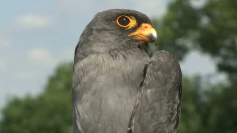 Close up shoot of bird  common kestrel - Falco tinnunculus Stock Footage 90755360