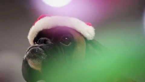 Close up shoot on Boxer dog head with Santa hat with blurred lights in front. Video stock 161551563