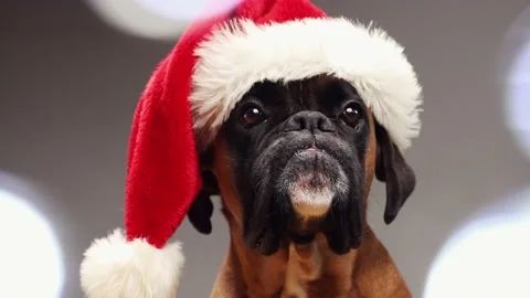 Close up shoot on Boxer dog head with Santa hat with blurred lights in front. Stock Footage 161551628