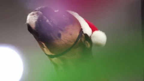 Close up shoot on Boxer dog head with Santa hat with blurred lights in front. Stock Footage 161551641