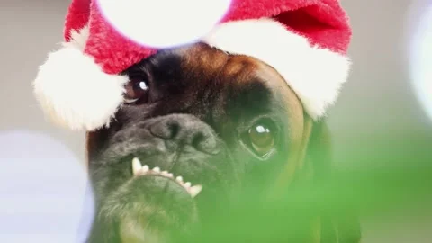 Close up shoot on Boxer dog head with Santa hat with blurred lights in front. Stock Footage 161551651