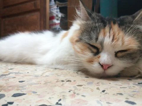 Close shoot on cat face on ground Stock Photos