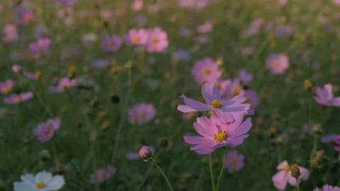 Close-up shoot of cosmos at sunset Stock Footage 86833395