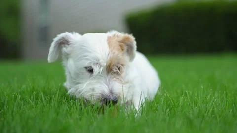 Close up shoot of Cute funny jack Russell terrier biting an red toy while laying Stock Footage 335951890