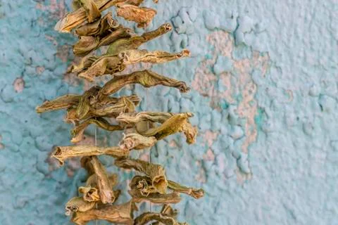 Close-up shoot of dry string beans hanged with ropes in a traditional way in  Stock Photos