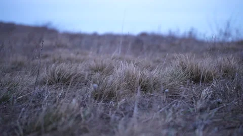 Close up shoot of a dry yellow grass at windy valley under cloudy autumn sky Stock Footage 151654489