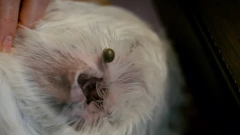 Close up shoot of an engorged tick attached to a dog's skin near the eye Stock Footage 340382582