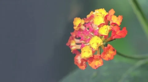 Close up shoot flower Video stock 49652838