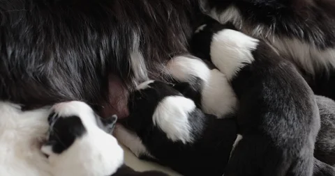 Close shoot of four little cute blind black and white newborn puppies they drink Vídeos de archivo 129741016