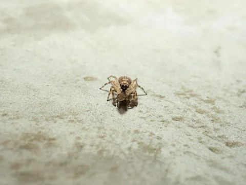 Close up shoot of a jumping spider Stock Photos