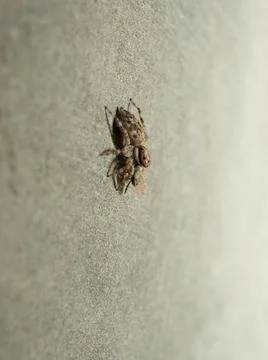 Close up shoot of a jumping spider Stock Photos