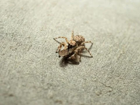 Close up shoot of a jumping spider Stock Photos