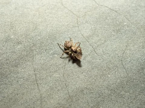 Close up shoot of a jumping spider Stock Photos