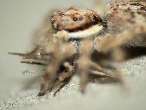Close up shoot of a jumping spider Foto stock