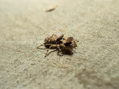 Close up shoot of a jumping spider Stock Photos