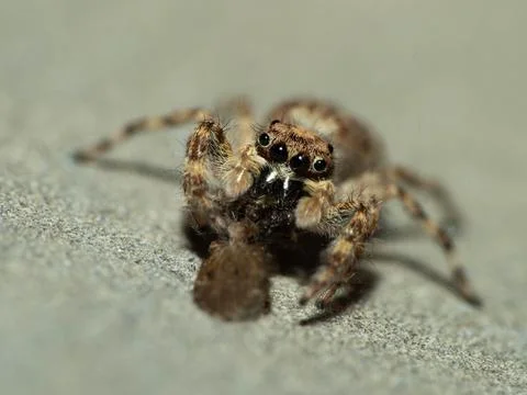 Close up shoot of a jumping spider Stock Photos