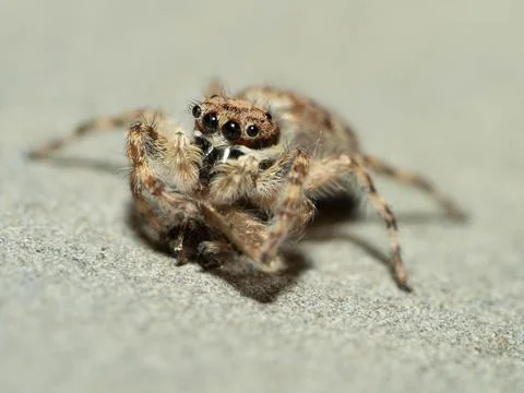 Close up shoot of a jumping spider Stock Photos